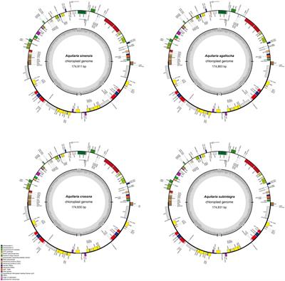 Successful development of molecular diagnostic technology combining mini-barcoding and high-resolution melting for traditional Chinese medicine agarwood species based on single-nucleotide polymorphism in the chloroplast genome